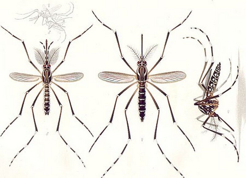 Aedes aegypti E-A-Goeldi 1905