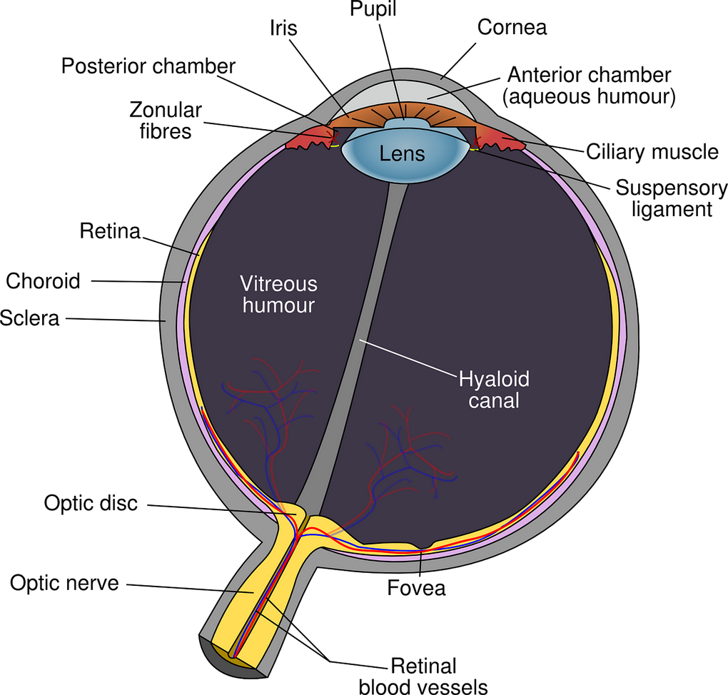 Globulo ocular, siempre expuesto al daños por rayos UV