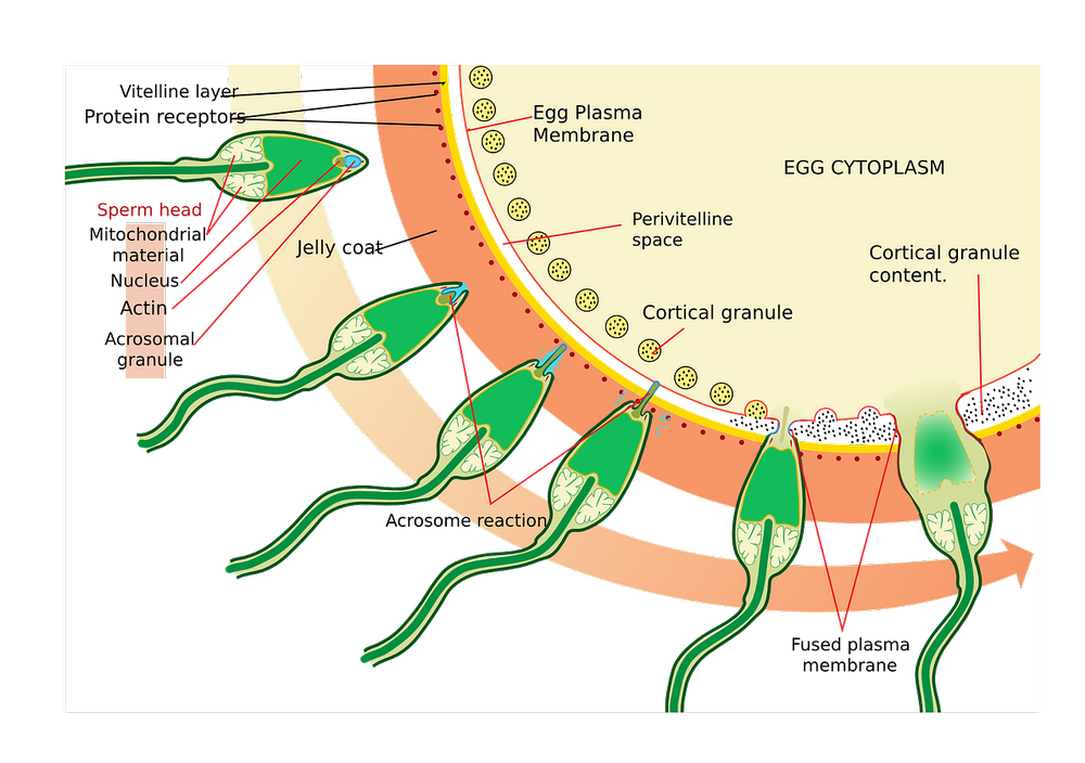 Infografia de espermatozoides 